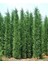 Videolu Kokulu 1 Adet Leylandi Fidanı 30-70CM Saksılıtüplü ("leyland Cypress Sapling) 1