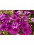 Videolu Mor Bodrum Papatyası Çiçeği Fidanı25-35 cm Saksılı Çiçekli Bodur Bitkiler Bodrum Daisy 1