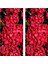 Videolu 2 Adet Kırmızı Çiçekli Ortanca Fidanı 30-55 cm Tüplü Çiçekli Bodur Bitkiler Red Hydrangea 1