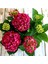 Videolu 2 Adet Kırmızı Çiçekli Ortanca Fidanı 30-55 cm Tüplü Çiçekli Bodur Bitkiler Red Hydrangea 2
