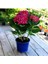 Videolu 2 Adet Kırmızı Çiçekli Ortanca Fidanı 30-55 cm Tüplü Çiçekli Bodur Bitkiler Red Hydrangea 3