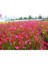 Videolu Gaura Çiçeği 5 Adet Saksılı/ Tüplü 40-70CM Çok Yıllık Dış Mekan Çiçeği( Gavura Çiçeği) 3