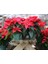 Videolu Atatürk Çiçeği Hediyelik Canlı Bitki 2 Adet Saksılı 40-70CM Salon Bitkisi (Poinsettia) 1