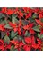 Videolu Atatürk Çiçeği Hediyelik Canlı Bitki 2 Adet Saksılı 40-70CM Salon Bitkisi (Poinsettia) 4
