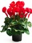 Videolu 1 Adet Kırmızı Canlı Sıklamen Çiçeği Saksılı 30-55CM (Red Cyclamen Flower) 1