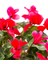 Videolu 1 Adet Kırmızı Canlı Sıklamen Çiçeği Saksılı 30-55CM (Red Cyclamen Flower) 2