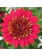 Videolu Kırmızı Katlı Bodrum Papatyası Çiçeği 1 Adet Saksılı 20-40 cm (Bodrum Daisy) 1