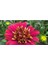 Videolu Kırmızı Katlı Bodrum Papatyası Çiçeği 1 Adet Saksılı 20-40 cm (Bodrum Daisy) 2