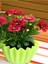 Videolu Kırmızı Katlı Bodrum Papatyası Çiçeği 1 Adet Saksılı 20-40 cm (Bodrum Daisy) 3