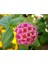 Videolu Pembe Bodur Ağaç Minesi 30-40 cm Tüplü Çiçekli Bodur Bitkiler Pink Bark Beetle 1