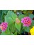 Videolu Pembe Bodur Ağaç Minesi 30-40 cm Tüplü Çiçekli Bodur Bitkiler Pink Bark Beetle 2