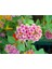 Videolu Pembe Bodur Ağaç Minesi 30-40 cm Tüplü Çiçekli Bodur Bitkiler Pink Bark Beetle 3