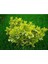 Videolu Gold Taflan Çiçeği Fidanı 25-45 cm Saksılı Çiçekli Bodur Bitkiler Golden Euonymus 3