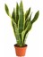 Videolu Sarılı Paşa Kılıcı Çiçeği Fidanı 40-55 cm Saksılı Çiçekli Bodur Bitkiler Sansevieria 1