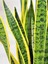 Videolu Sarılı Paşa Kılıcı Çiçeği Fidanı 40-55 cm Saksılı Çiçekli Bodur Bitkiler Sansevieria 2