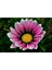 Videolu 10 Adet Pembe Gazanya Çiçeği Fidanı 25-45 cm Saksılı Çiçekli Bodur Bitkiler Gazania 2