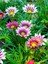 Videolu 10 Adet Pembe Gazanya Çiçeği Fidanı 25-45 cm Saksılı Çiçekli Bodur Bitkiler Gazania 3