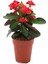 Videolu Kırmızı Milli Dikenler Tacı Mini Boy 1 Adet Saksıllı 10-20CM Salon Bitkisi (Euphorbia Red) 1