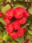 Videolu Kırmızı Milli Dikenler Tacı Mini Boy 1 Adet Saksıllı 10-20CM Salon Bitkisi (Euphorbia Red) 2