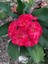 Videolu Kırmızı Milli Dikenler Tacı Mini Boy 1 Adet Saksıllı 10-20CM Salon Bitkisi (Euphorbia Red) 3
