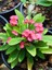 Videolu Pembe Milli Dikenler Tacı Dolgun Çiçekli 1 Adet Saksılı 20-40 cm Salon Kaktüsü (Euphorbia) 1