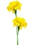 Videolu Kokulu Sarı Karanfil Çiçeği Fidanı 30-45 cm Saksılı Çiçekli Bodur Bitkiler Yellow Carnation 1