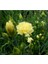 Videolu Kokulu Sarı Karanfil Çiçeği Fidanı 30-45 cm Saksılı Çiçekli Bodur Bitkiler Yellow Carnation 4