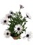 Videolu Beyaz Bodrum Papatyası Çiçeği Fidanı 20-35 cm Saksılı Çiçekli Bodur Bitkiler Bodrum Daisy 1