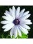Videolu Beyaz Bodrum Papatyası Çiçeği Fidanı 20-35 cm Saksılı Çiçekli Bodur Bitkiler Bodrum Daisy 2