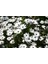Videolu Beyaz Bodrum Papatyası Çiçeği Fidanı 20-35 cm Saksılı Çiçekli Bodur Bitkiler Bodrum Daisy 3