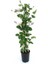Videolu Yoğun Kokulu Sarı Beyaz Hanımeli Çiçeği 1 Adet Saksılı/ Tüplü 100-120CM (Lonicera Japonica) 4