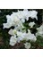 Videolu Beyaz Begonvil Sarmaşığı Çiçeği Fidanı 30-50 cm Saksılı Çiçekli Bodur (White Bougainvillea ) 3