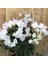 Videolu Beyaz Begonvil Sarmaşığı Çiçeği Fidanı 30-50 cm Saksılı Çiçekli Bodur (White Bougainvillea ) 4
