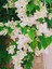 Videolu Beyaz Begonvil Sarmaşığı Çiçeği Fidanı 30-50 cm Saksılı Çiçekli Bodur (White Bougainvillea ) 1