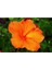 Videolu Turuncu Japon Gülü Çiçeği Fidanı 20-45 cm Saksılı Çiçekli Bodur Bitkiler Hibiscus Rose 3