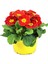 Videolu Sarı Kırmızı Renk Çiçekli Çuha Çiçeği 1 Adet Saksılı 15-35CM Balkon Bitkisi(Primula Acaulis) 1
