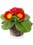 Videolu Sarı Kırmızı Renk Çiçekli Çuha Çiçeği 1 Adet Saksılı 15-35CM Balkon Bitkisi(Primula Acaulis) 2