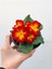 Videolu Sarı Kırmızı Renk Çiçekli Çuha Çiçeği 1 Adet Saksılı 15-35CM Balkon Bitkisi(Primula Acaulis) 3