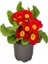 Videolu Sarı Kırmızı Renk Çiçekli Çuha Çiçeği 1 Adet Saksılı 15-35CM Balkon Bitkisi(Primula Acaulis) 5