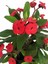 Videolu Kırmızı Milli Dikenler Tacı Çiçeği 1 Adet Saksılı 15-25CM Bahçe-Salon Bitkisi(Euphorbia) 3