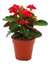Videolu Kırmızı Milli Dikenler Tacı Çiçeği 1 Adet Saksılı 15-25CM Bahçe-Salon Bitkisi(Euphorbia) 4