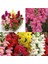 Serada Decor Plant Videolu 1 Adet Pembe Renk Aslan Ağzı Çiçeği Fidesi 10-20CM Tüplü Çiçekli Bodur Antirrhinum Majus 3