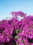 Videolu Mor Begonvil Çiçeği Fidanı 20-40CM Saksılı Çiçekli Bodur Bitkiler Purple Bougainvillea 1