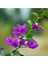 Videolu Mor Begonvil Çiçeği Fidanı 20-40CM Saksılı Çiçekli Bodur Bitkiler Purple Bougainvillea 3