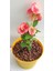 Serada Decor Plant Videolu Pembe Alacalı Milli Dikenler Tacı 1 Adet Saksılı 25-45 cm (Euphorbia) 2