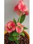 Serada Decor Plant Videolu Pembe Alacalı Milli Dikenler Tacı 1 Adet Saksılı 25-45 cm (Euphorbia) 4