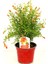 Videolu Bodur Süs Narı Fidanı 25 -30 cm Saksılı Çiçekli Bodur Bitkiler Pomegranate 2
