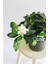 Videolu Müthiş Kokulu Öğretmen Hediyesi Gardenya Çiçeği 1 Adet Saksılı 30-40CM (Gardenia Flower) 2