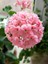 Videolu Açık Pembe Sardunya Çiçeği 1 Adet Saksılı 20-40 cm Balkon Bitkisi(Pelargonium Peltatum) 1