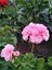 Videolu Açık Pembe Sardunya Çiçeği 1 Adet Saksılı 20-40 cm Balkon Bitkisi(Pelargonium Peltatum) 2